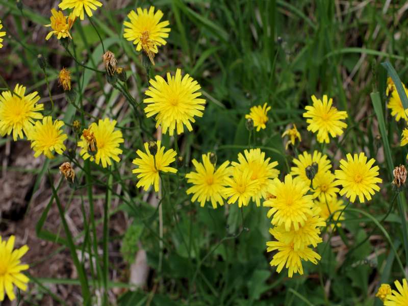 Hypochaeris laevigata